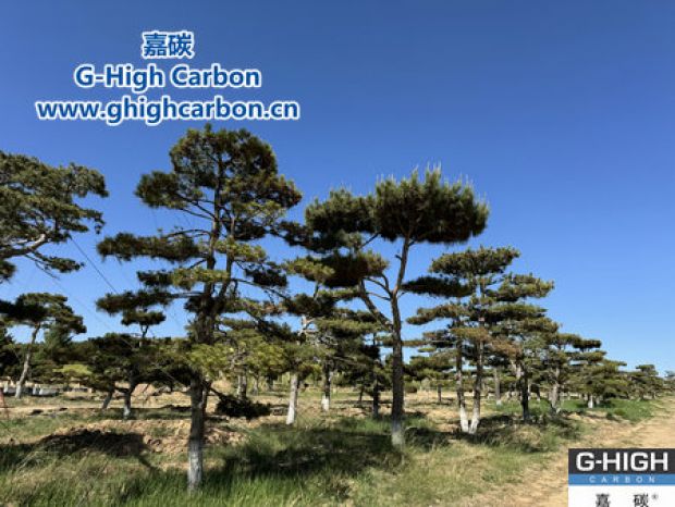 美化廠(chǎng)區(qū)環(huán)境
