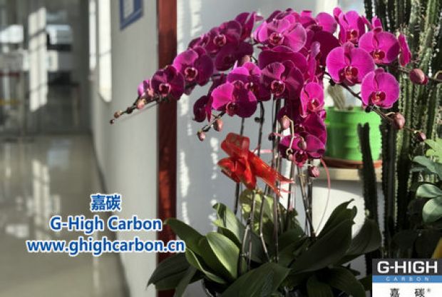 蝴蝶蘭綻活力，政企情暖新春
